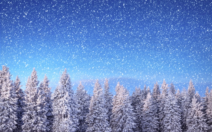 冬季，云杉树，蓝色的天空，雪花，雪 壁纸 图片