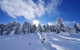 冬季，厚厚的积雪，树木，云杉，边坡，云 高清壁纸