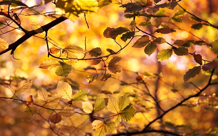 黄色的树叶，树枝，秋 壁纸 图片