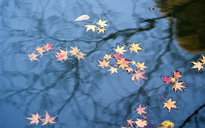 秋天，水中的倒影，黄色的枫叶 壁纸 图片