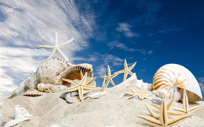 沙滩，贝壳，海星，蓝天 壁纸 图片