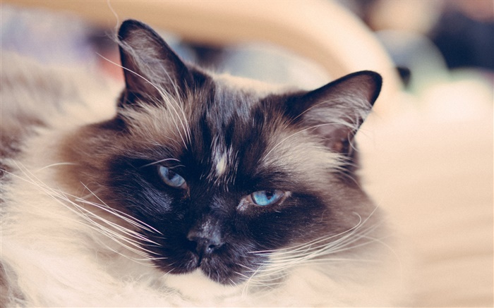 蓝眼睛的猫脸，胡子 壁纸 图片