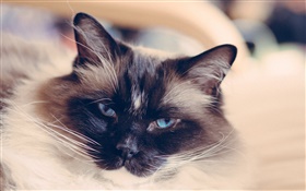 蓝眼睛的猫脸，胡子