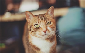 棕色猫，黄色的眼睛 高清壁纸