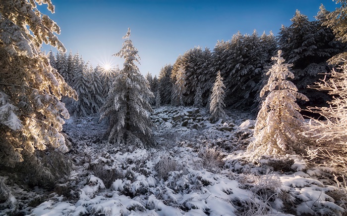 保加利亚，森林，树木，雪，日落，冬季 壁纸 图片