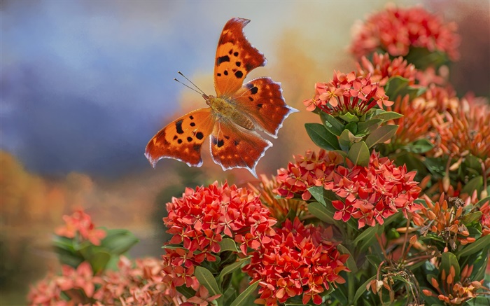 蝴蝶和红色的花朵 壁纸 图片