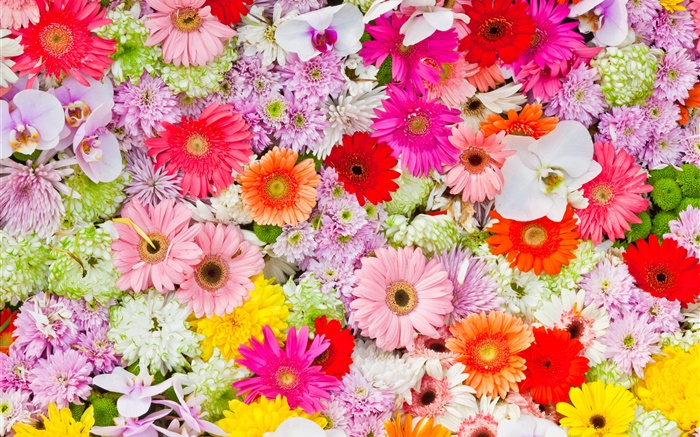 菊花，兰花，非洲菊，五颜六色的鲜花 壁纸 图片