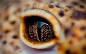 鳄鱼眼睛特写，眼皮