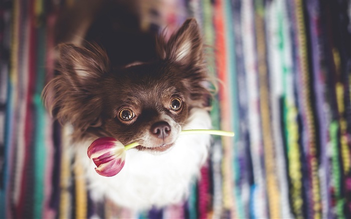 可爱的狗狗咬花郁金香 壁纸 图片