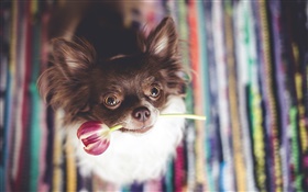 可爱的狗狗咬花郁金香 高清壁纸
