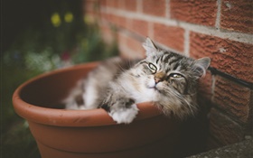 可爱的小猫，桶，眼睛，小胡子 高清壁纸