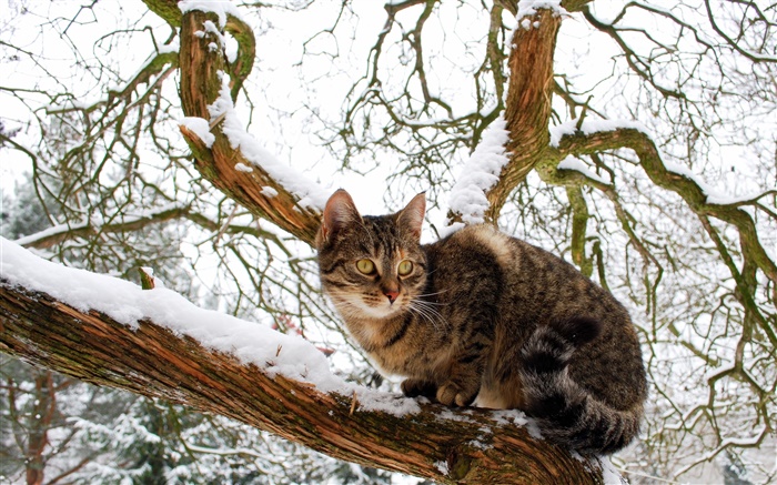 家猫，树，雪，冬季 壁纸 图片