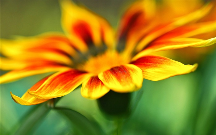 花卉微距摄影，橙黄色的花瓣，模糊背景 壁纸 图片
