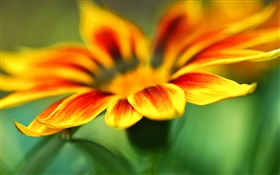 花卉微距摄影，橙黄色的花瓣，模糊背景