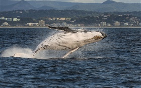 黄金海岸，澳大利亚昆士兰州，珊瑚海，座头鲸跳跃 高清壁纸