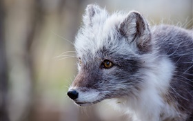 灰色的北极狐，肖像