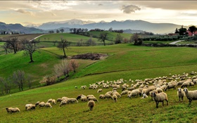 意大利，坎帕尼亚，丘陵，草，树，羊，羊群 高清壁纸