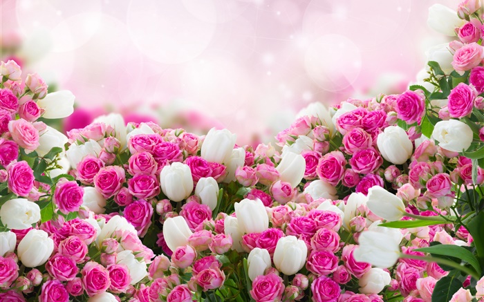 许多玫瑰鲜花，粉红色和白色 壁纸 图片