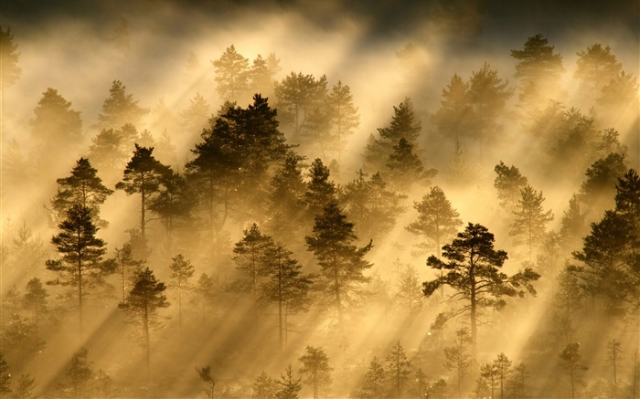 早晨，森林，树木，雾，光，太阳光线 壁纸 图片