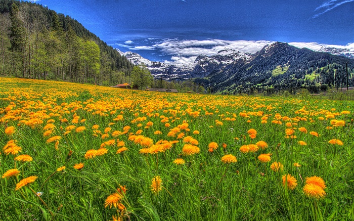 山，黄色的野花，坡，树木，云 壁纸 图片