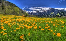 山，黄色的野花，坡，树木，云 高清壁纸