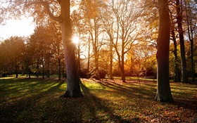 公园，树木，日落，秋，阴影 高清壁纸