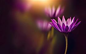 紫色的花朵特写，背景虚化