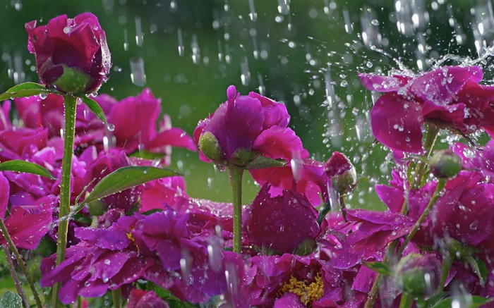 在雨中的红色花朵，水珠 壁纸 图片