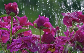 在雨中的红色花朵，水珠