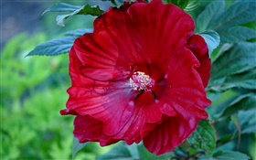 红色的芙蓉花，中国玫瑰