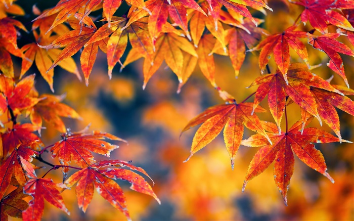 红色的枫叶，秋季，背景虚化 壁纸 图片