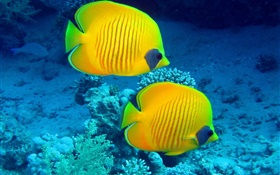 热带鱼，水下，黄色的珊瑚鱼 高清壁纸