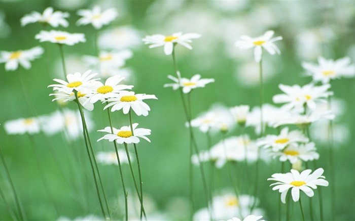 白色的雏菊，花卉，绿色背景 壁纸 图片