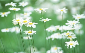 白色的雏菊，花卉，绿色背景 高清壁纸
