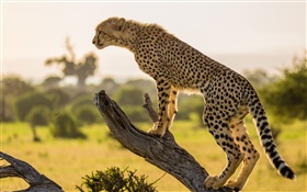 非洲猎豹侧视图，树 高清壁纸