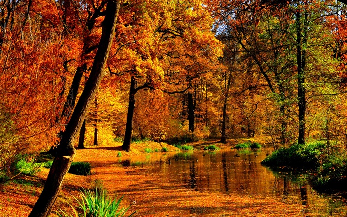 秋天，池塘，水，黄色的树叶，树木 壁纸 图片