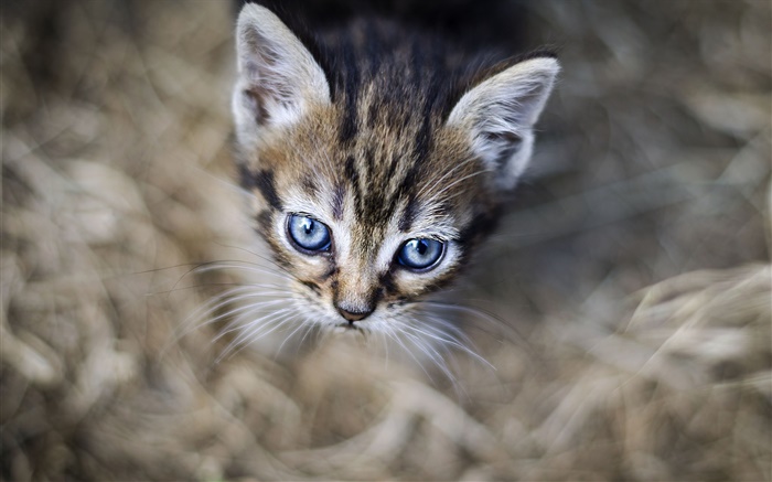 蓝眼睛的小猫，脸，背景虚化 壁纸 图片