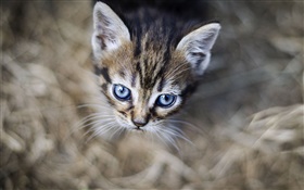 蓝眼睛的小猫，脸，背景虚化 高清壁纸