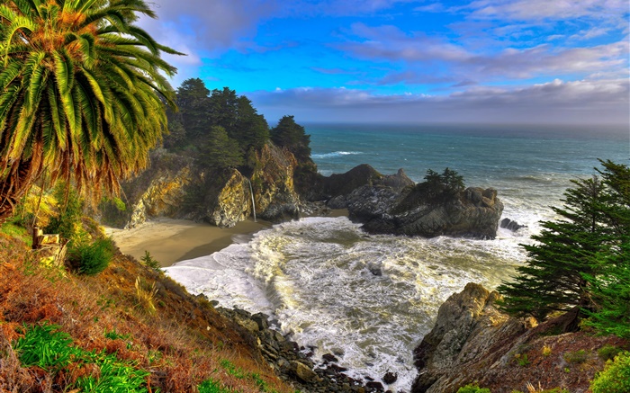 美国加利福尼亚州，帕尔马，海岸，海，树木 壁纸 图片