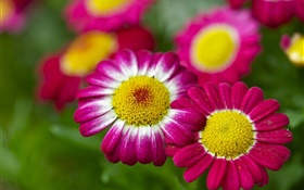 洋甘菊，粉红色的花朵，背景虚化