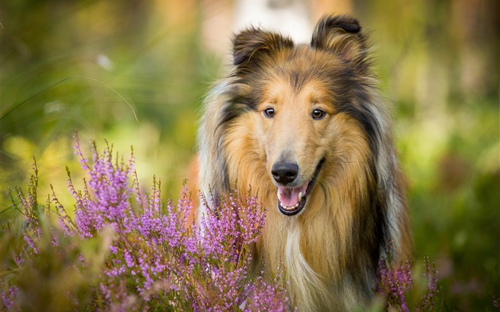 可爱的牧羊犬，狗，花 壁纸 图片