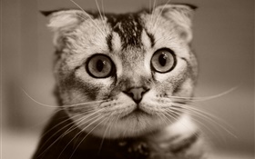 可爱的小猫的脸，背景虚化 高清壁纸