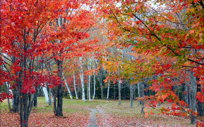 森林，树木，红叶，秋天，路径 壁纸 图片
