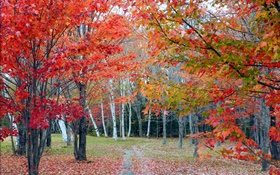 森林，树木，红叶，秋天，路径 高清壁纸