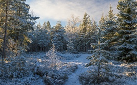 森林，树木，雪，冬天