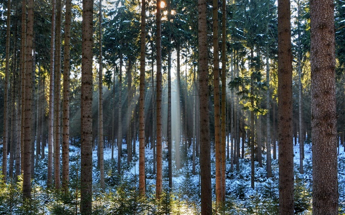 森林，树木，冬天，雪，太阳光线 壁纸 图片