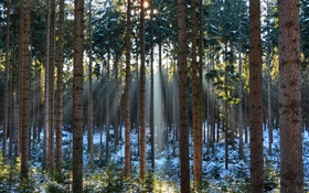 森林，树木，冬天，雪，太阳光线 高清壁纸