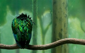 绿色羽毛的鸟后视