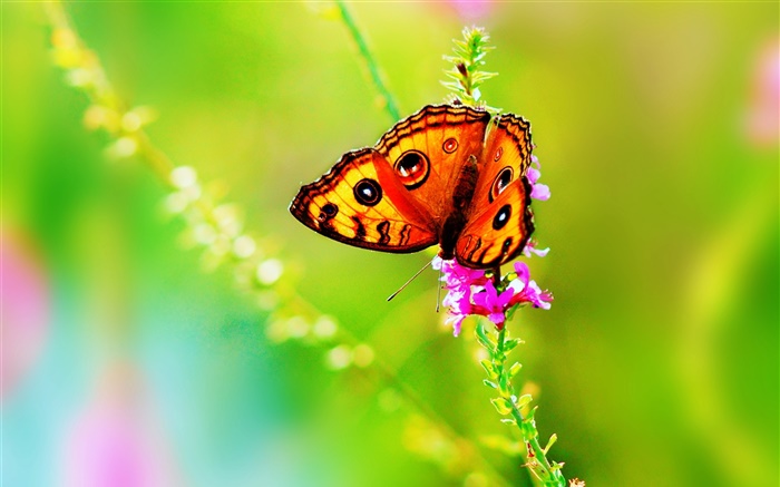 昆虫特写，蝴蝶，花，夏天 壁纸 图片