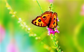 昆虫特写，蝴蝶，花，夏天